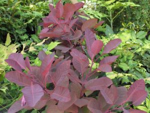 Cotinus cogyggria 'Grace'-0