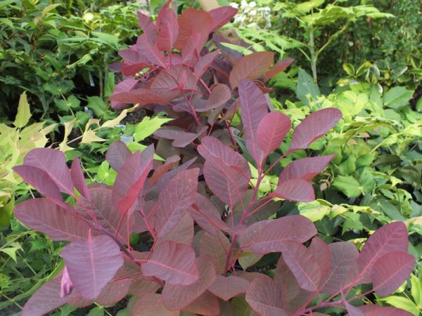 Cotinus cogyggria 'Grace'-0