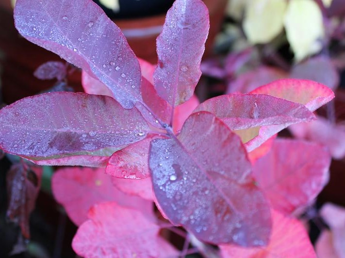 Cotinus cogyggria 'Grace'-26535