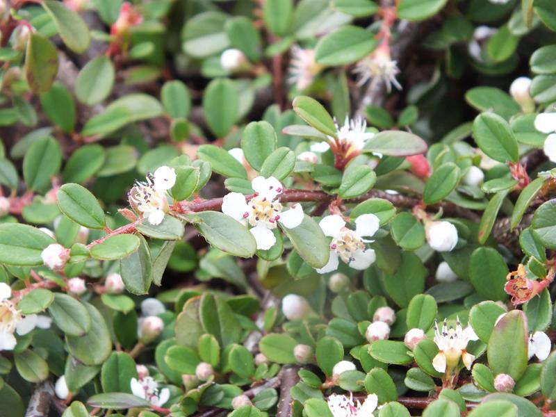 Cotoneaster procumbens 'Queen of Carpets'-4355