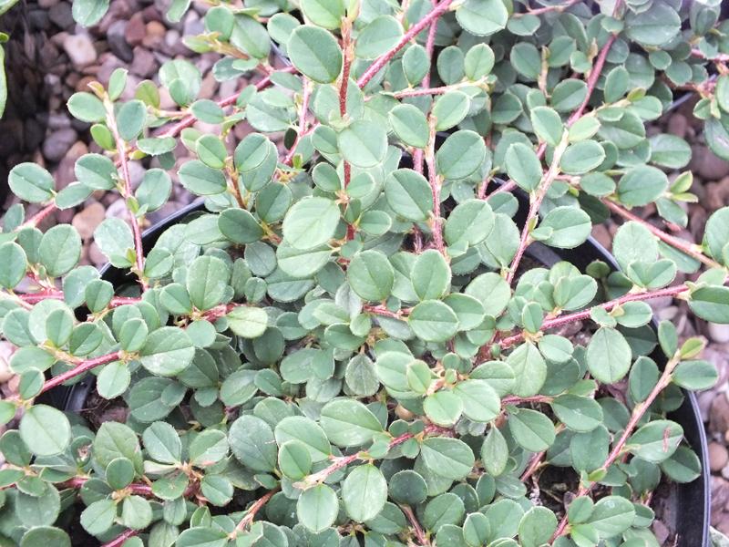 Cotoneaster procumbens 'Queen of Carpets'-1614