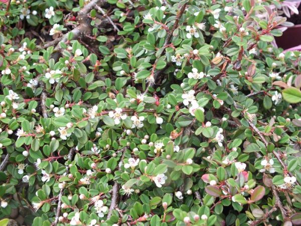 Cotoneaster procumbens 'Queen of Carpets'-0