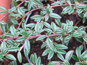 Cotoneaster salicifolius 'Gnom'-0