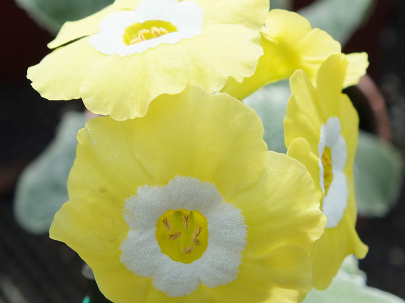 Primula auricula 'Coventry Street'-1238