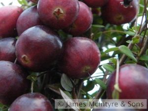 Cranberry 'Pilgrim'-0