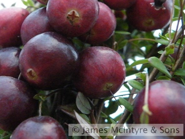 Cranberry 'Pilgrim'-0