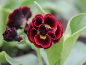 Primula auricula 'Crimson Glow'-0
