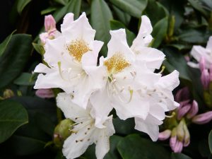 Rhododendron 'Cunningham's White' 10L-0