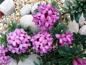 Daphne collina 'Grandiflora'-0