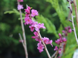 Daphne mezereum 'Rubra'-0