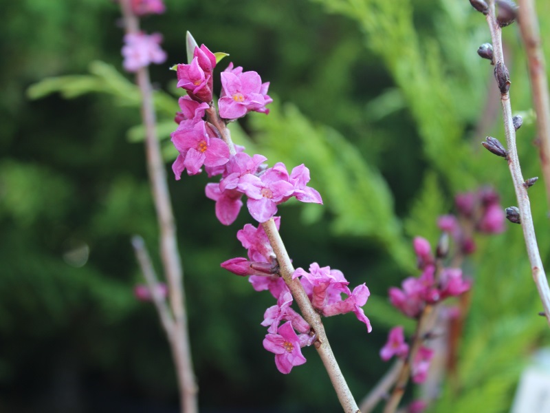 Daphne mezereum 'Rubra'-0