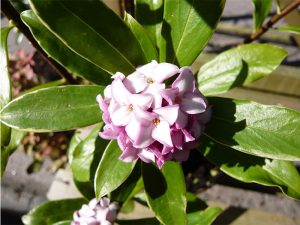 Daphne odora 'Aureo-marginata'-0