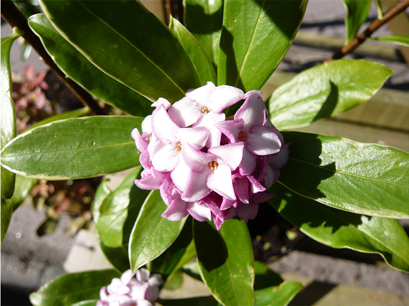 Daphne odora 'Aureo-marginata'-0
