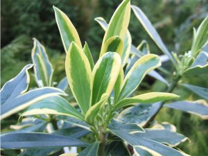 Daphne odora ‘Marianni’-0