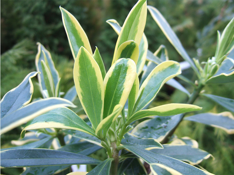 Daphne odora ‘Marianni’-0