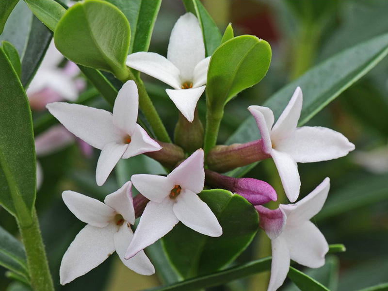 Daphne tangutica-0