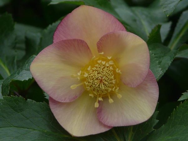 Helleborus x hybridus (Ashwood Evolution Group) Daybreak shades -0