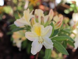 Rhododendron 'Daviesii'-0