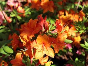 Rhododendron 'Golden Eagle'-0