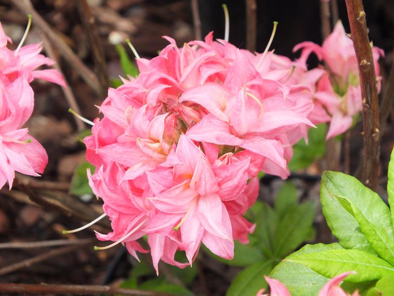 Rhododendron 'Homebush'-4686