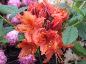 Rhododendron 'Hotspur Red '-0