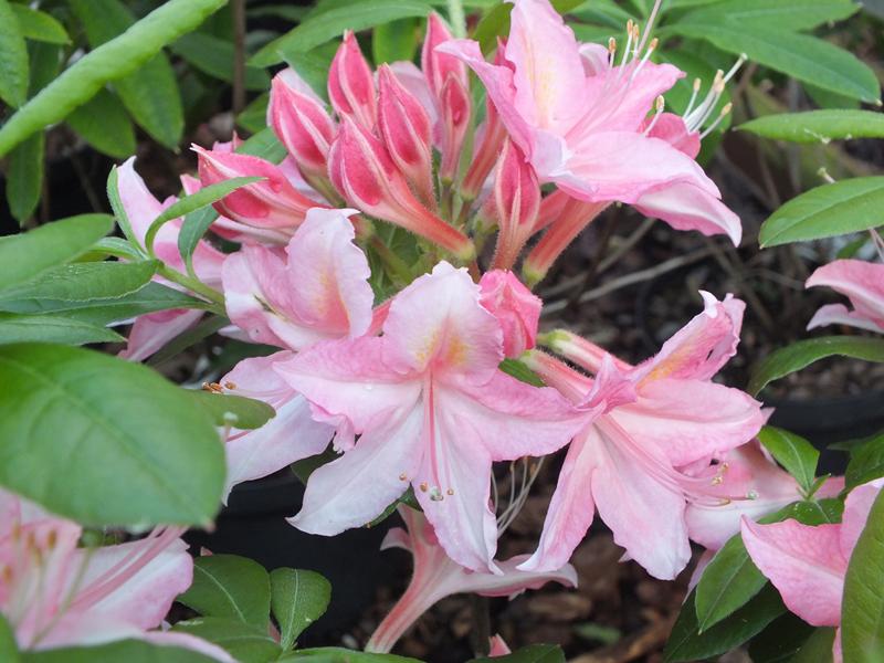Rhododendron 'Jolie Madame'-4683