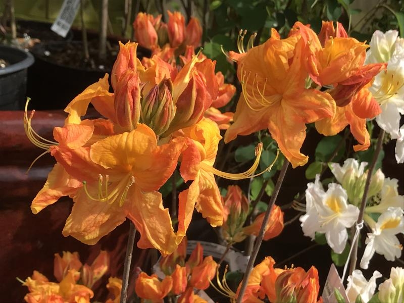 Rhododendron 'Klondyke'-16068