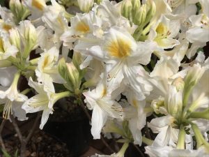 Rhododendron 'Persil'-0