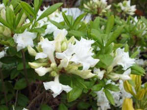 Rhododendron 'Whitethroat'-0