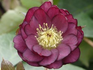 Helleborus x hybridus (Ashwood Garden Hybrids) Double Claret Shades-0