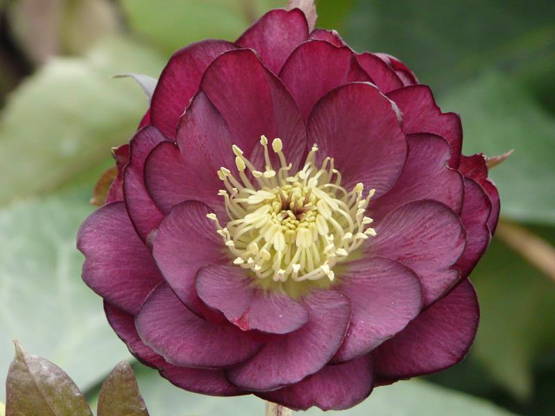 Helleborus x hybridus (Ashwood Garden Hybrids) Double Claret Shades-0