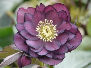 Helleborus x hybridus (Ashwood Garden Hybrids) Double Dusky Grape-0