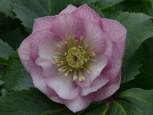 Helleborus x hybridus (Ashwood Garden Hybrids) Double Pink-0