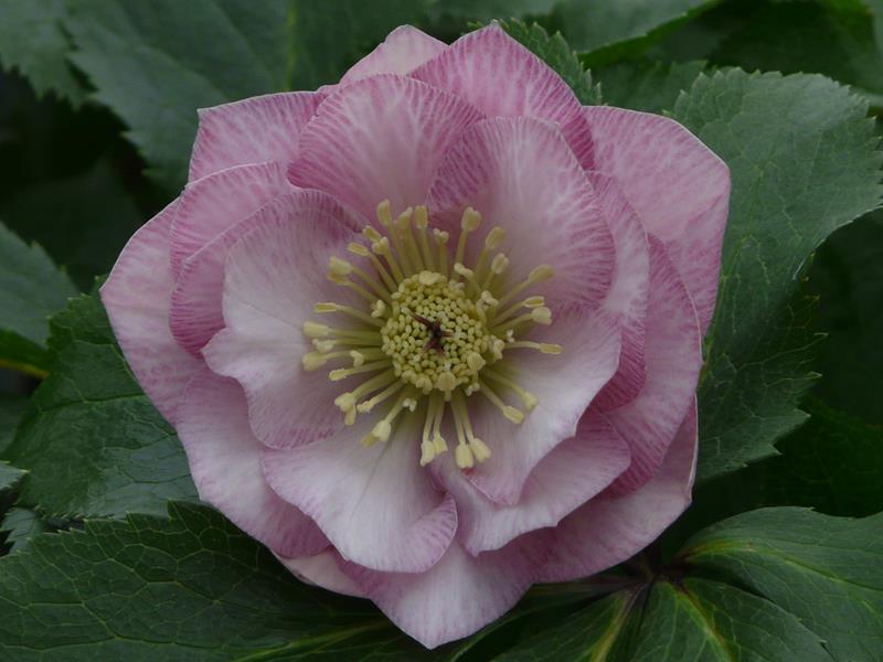 Helleborus x hybridus (Ashwood Garden Hybrids) Double Pink-0