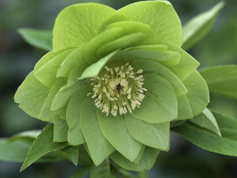Helleborus x hybridus (Ashwood Garden Hybrids) Double green shades 7.5L Pot-959
