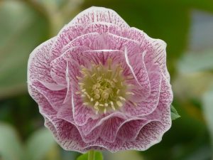 Helleborus x hybridus (Ashwood Garden Hybrids) Double Veined Pale Pink-0
