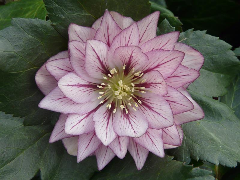 Helleborus x hybridus (Ashwood Garden Hybrids) Double Picotee Pink-0