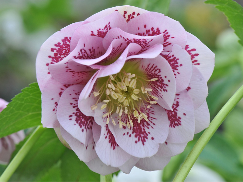 Helleborus x hybridus (Ashwood Garden Hybrids) Double Spotted Pink-1473
