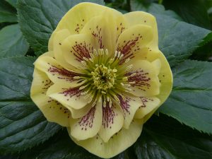 Helleborus x hybridus (Ashwood Garden Hybrids) Double Primrose Yellow Shades Spotted-0