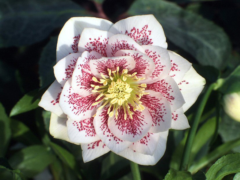 Helleborus x hybridus (Ashwood Garden Hybrids) Double White Spotted-1476
