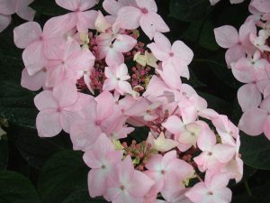 Hydrangea macrophylla 'Dr Jean Varnier'-0