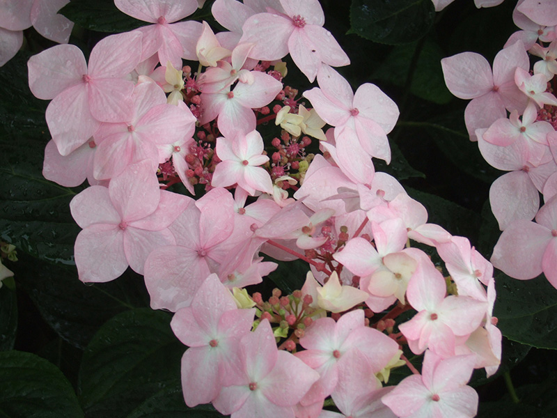 Hydrangea macrophylla 'Dr Jean Varnier'-0