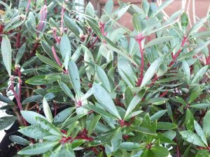 Drimys Lanceolata (SYN. Tasmannia lanceolata)-0