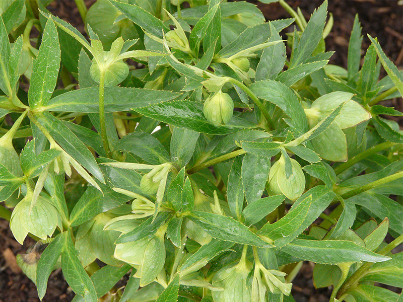 Helleborus dumetorum-1806