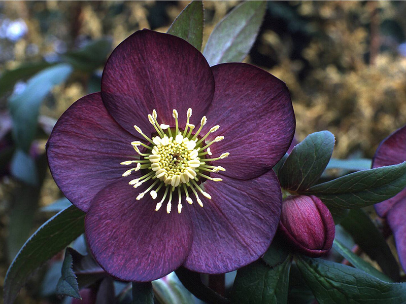 Helleborus x hybridus (Ashwood Garden Hybrids) Single dusky grape-0