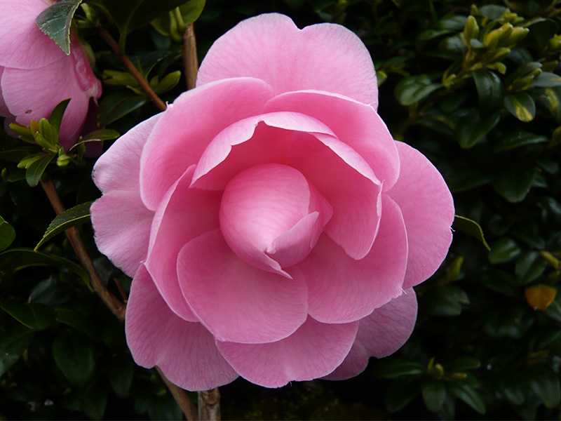 Camellia x williamsii 'E.G.Waterhouse'-855