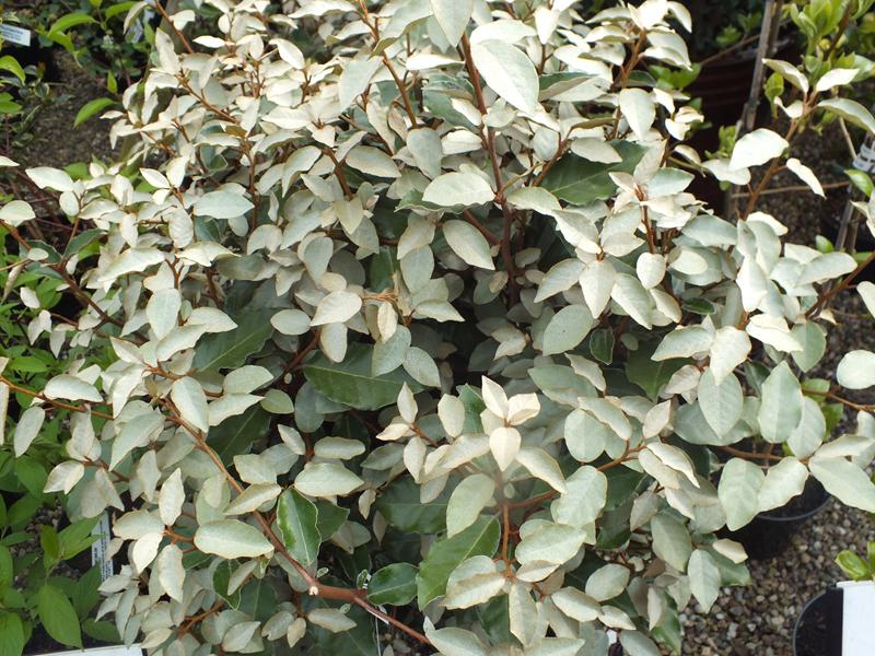Elaeagnus x ebbingei-4369
