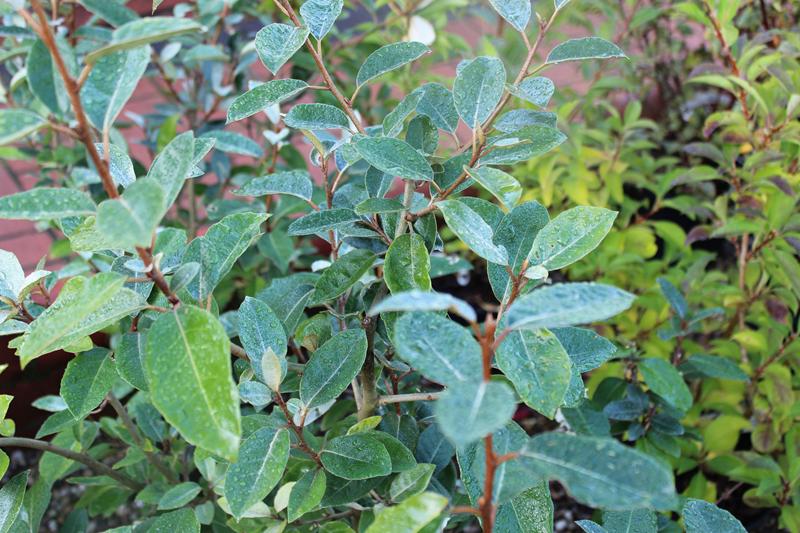 Elaeagnus x ebbingei-7433