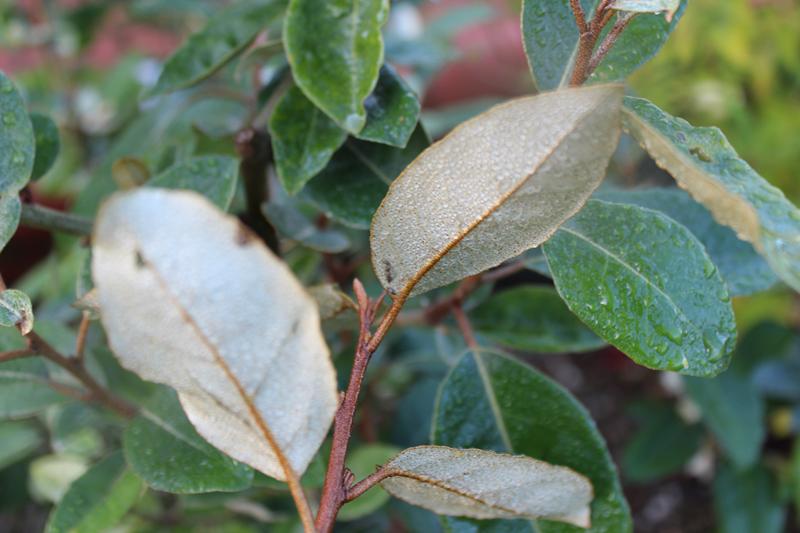 Elaeagnus x ebbingei-7434