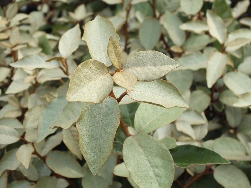 Elaeagnus x ebbingei-4370